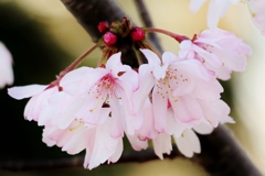 早咲きの桜が一足早くに