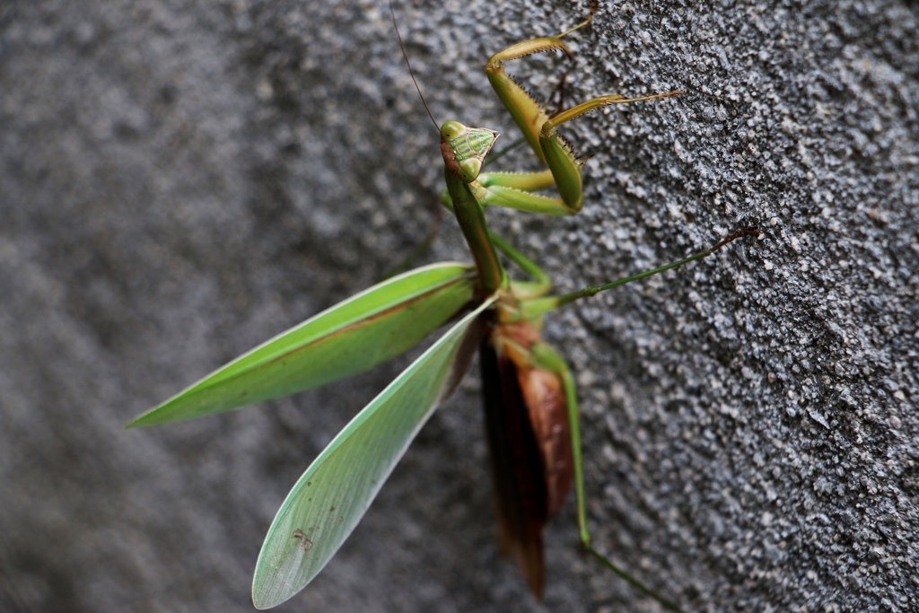 冬が～来る前に♫
