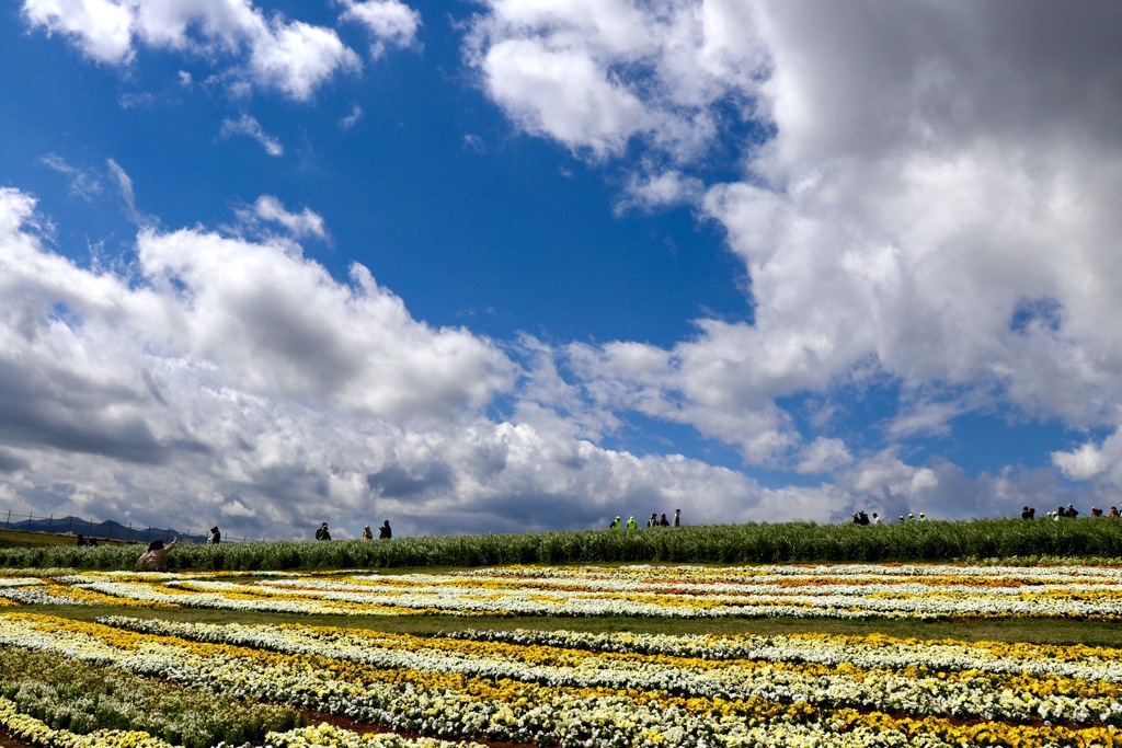 花と山と青空に癒されて