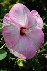 芙蓉が今年も立派に
