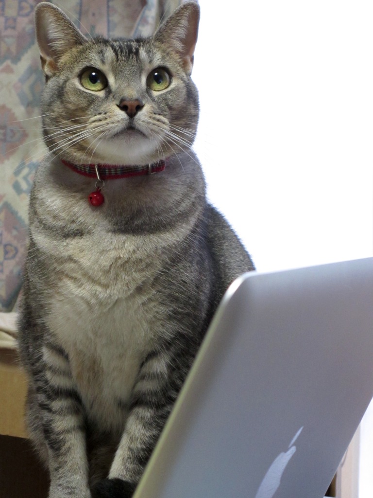 ネットサーフィンにゃん