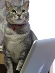 ネットサーフィンにゃん