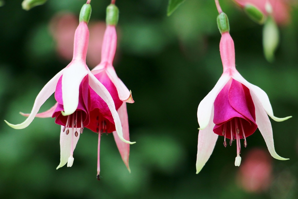今日はドジョウを食べる日？？