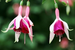 今日はドジョウを食べる日？？