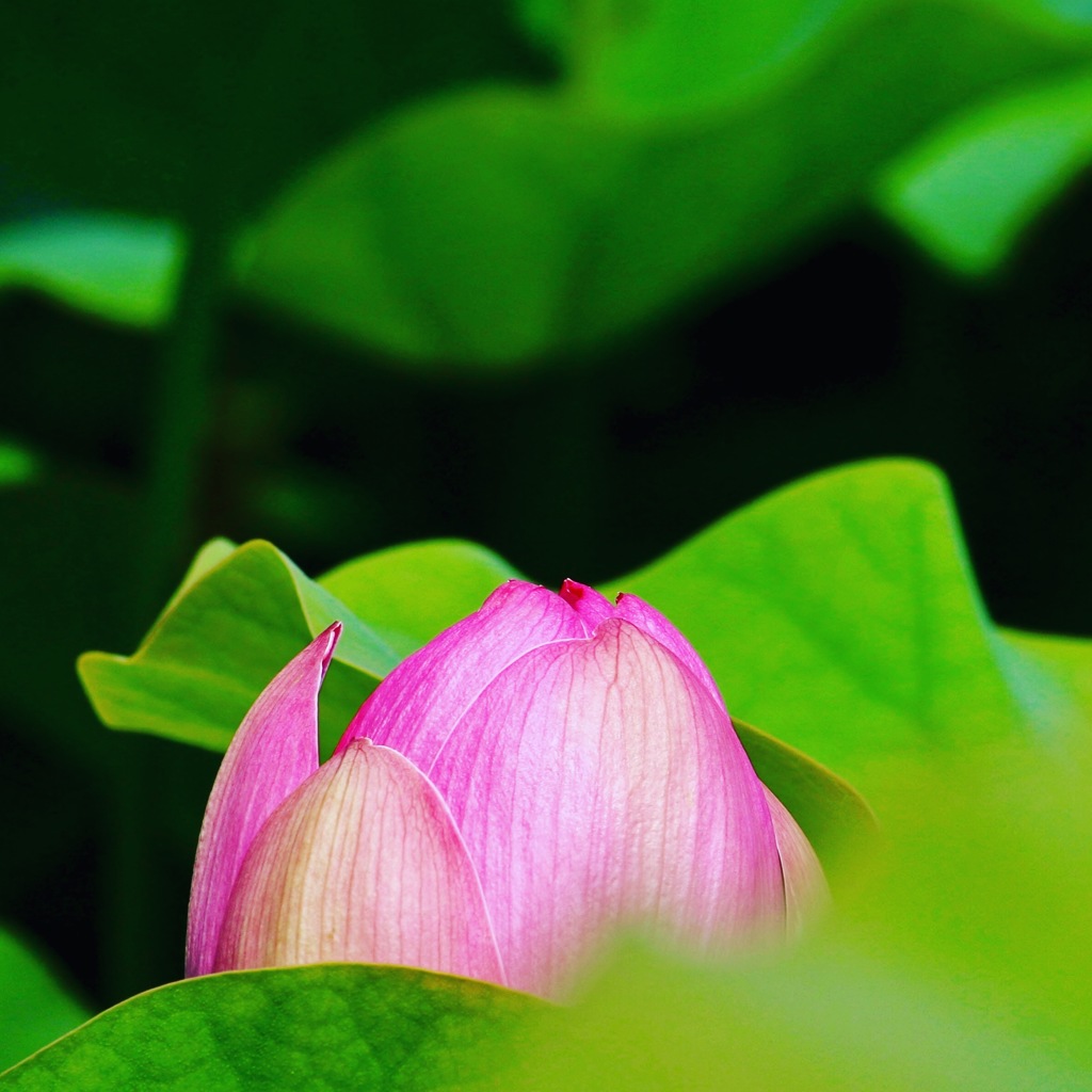 恥ずかしがり屋さん(〃ω〃)