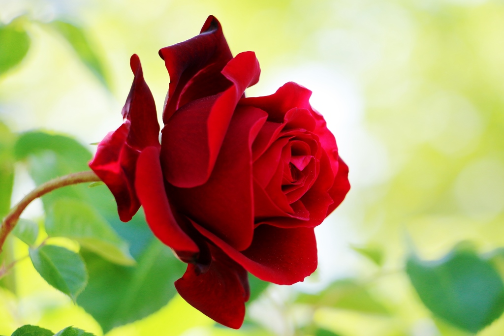 薔薇と言えば真紅ですかね？