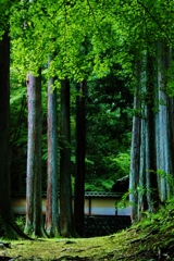 あと二月ほどで色ずく苔寺