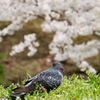鳩も花見ポッポポッポ