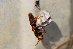 疲れた体には蜂蜜