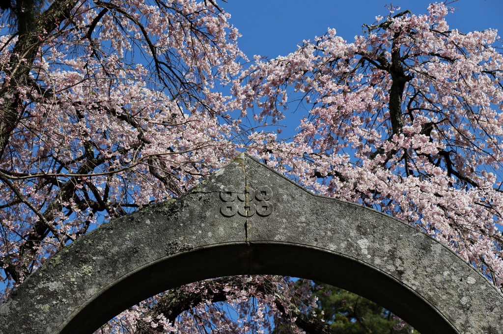 眞田の郷はもうすぐ満開