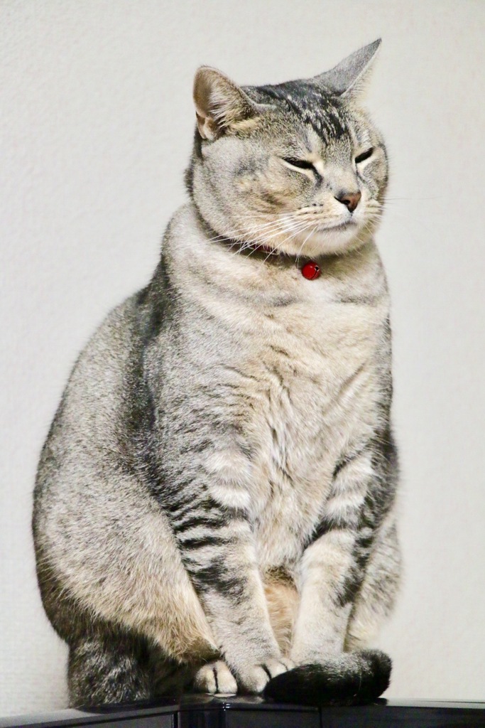 大丈夫まだ君の手は借りないニャン（笑）