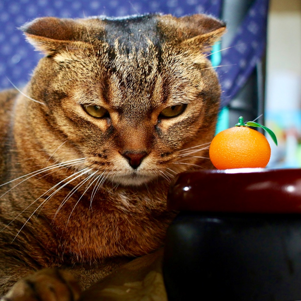 食べニャイけどね