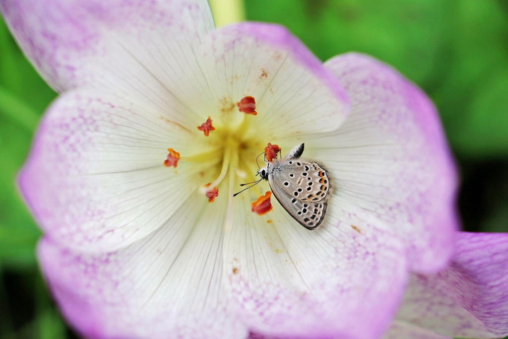 蜜おいしい～♫