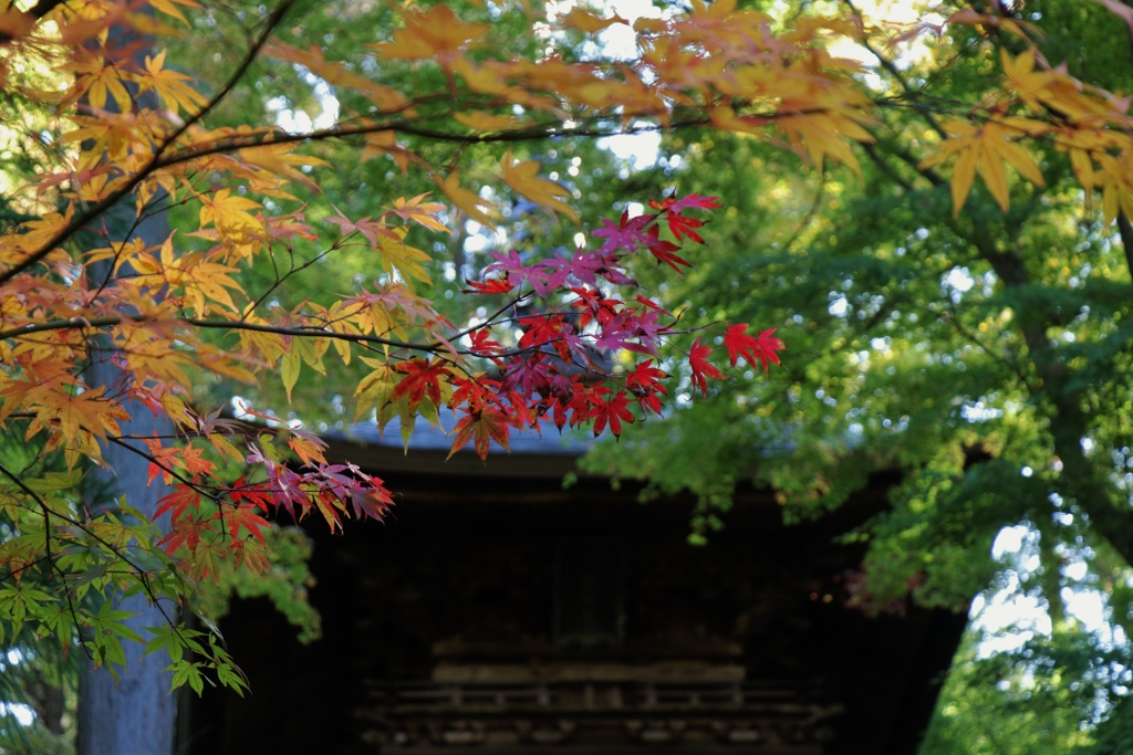 今年の紅葉は？