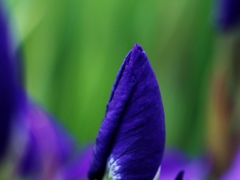アヤメの花～（汗）
