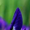 アヤメの花～（汗）