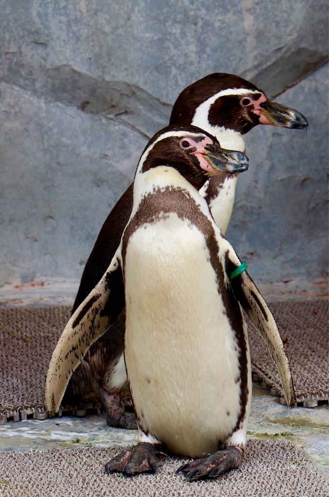 ペンギンは恐竜って感じではないよね(^-^)