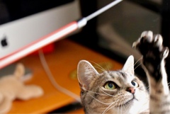 今日は年に一度の(？)猫の日
