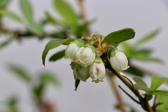 ブルーベリーの花が咲く