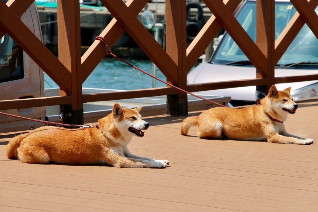 海近くは、やはり暑いんだツー