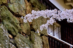 今夜からお天気大荒れ\(//∇//)\