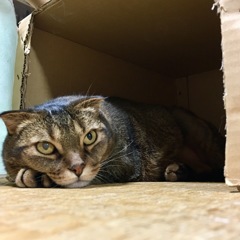 ダンボール生活♫