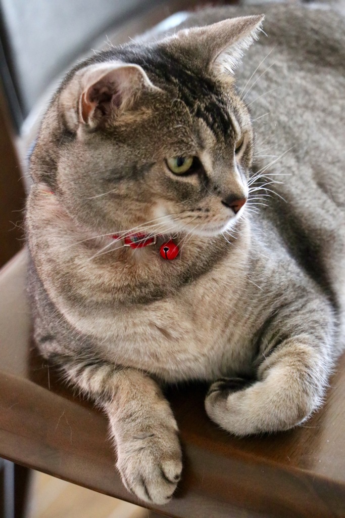 蒸し暑いニャー