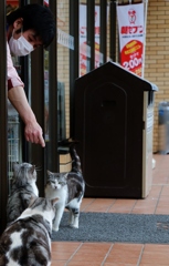 ニャにを指さしているのかニャン？