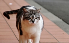 目つきが違うぞ！