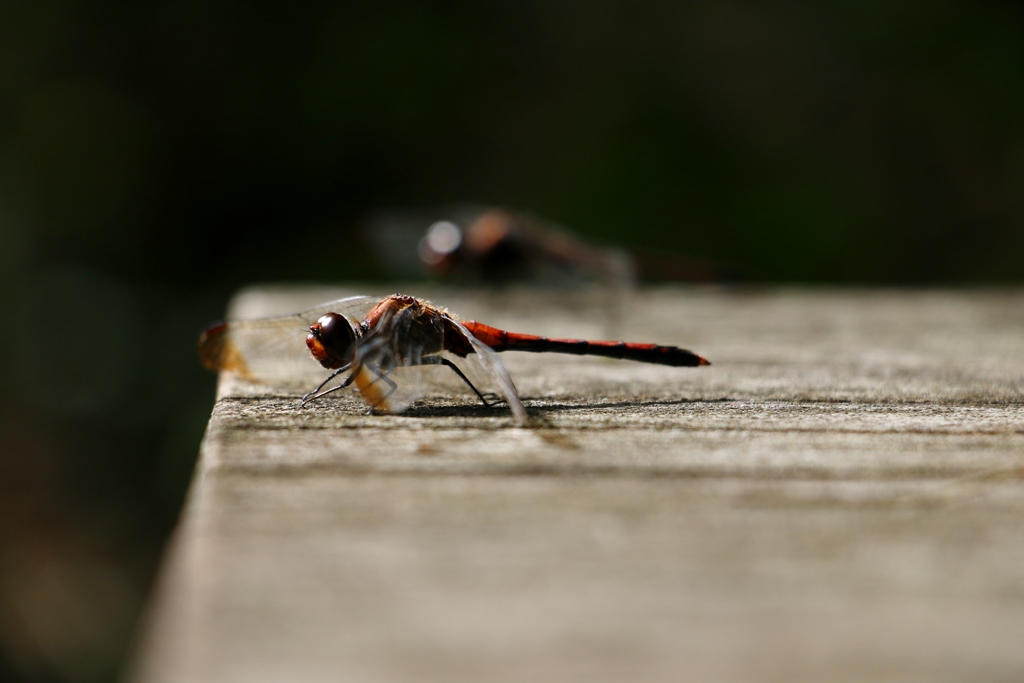 君がめざすものは