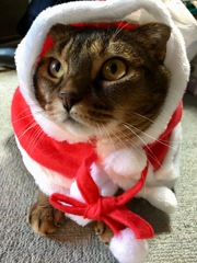 ニャンタクロース(=^x^=)