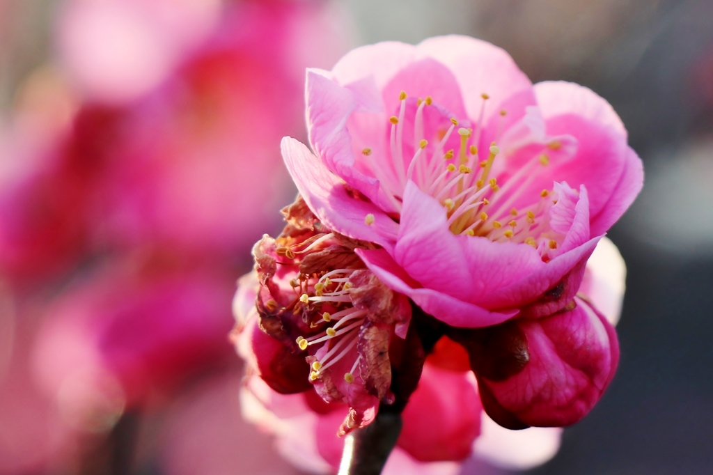 やっと信州にもお花が♫