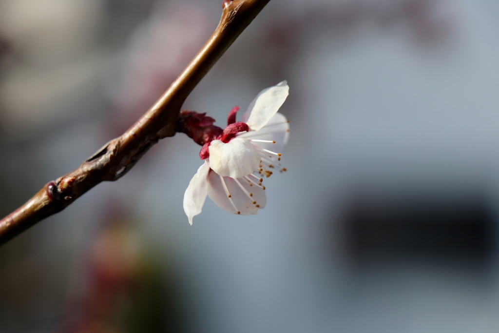 杏　梅　桃の花？？？