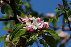 林檎の花が咲く