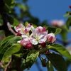 林檎の花が咲く