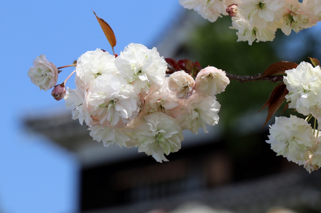 園里黄桜