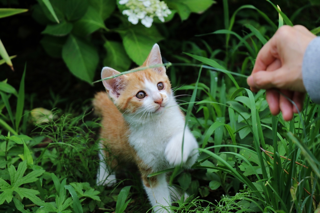 半分野良ニャンコ