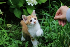 半分野良ニャンコ