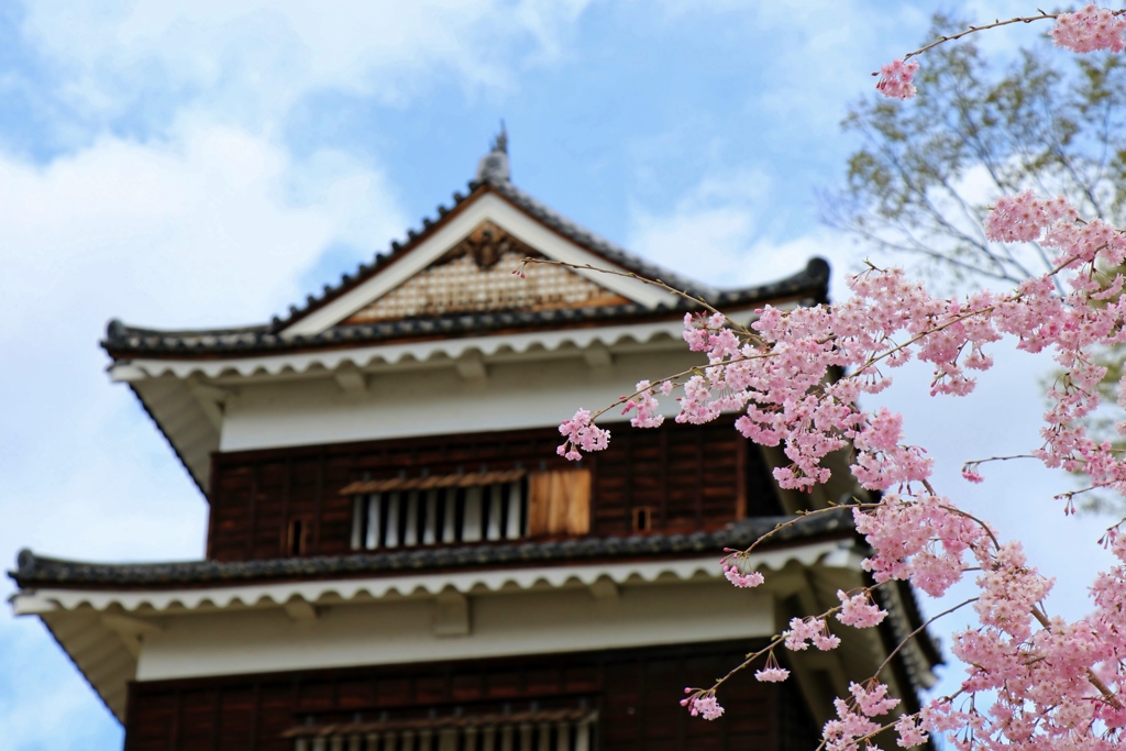 枝垂れ桜は葉桜だったので～