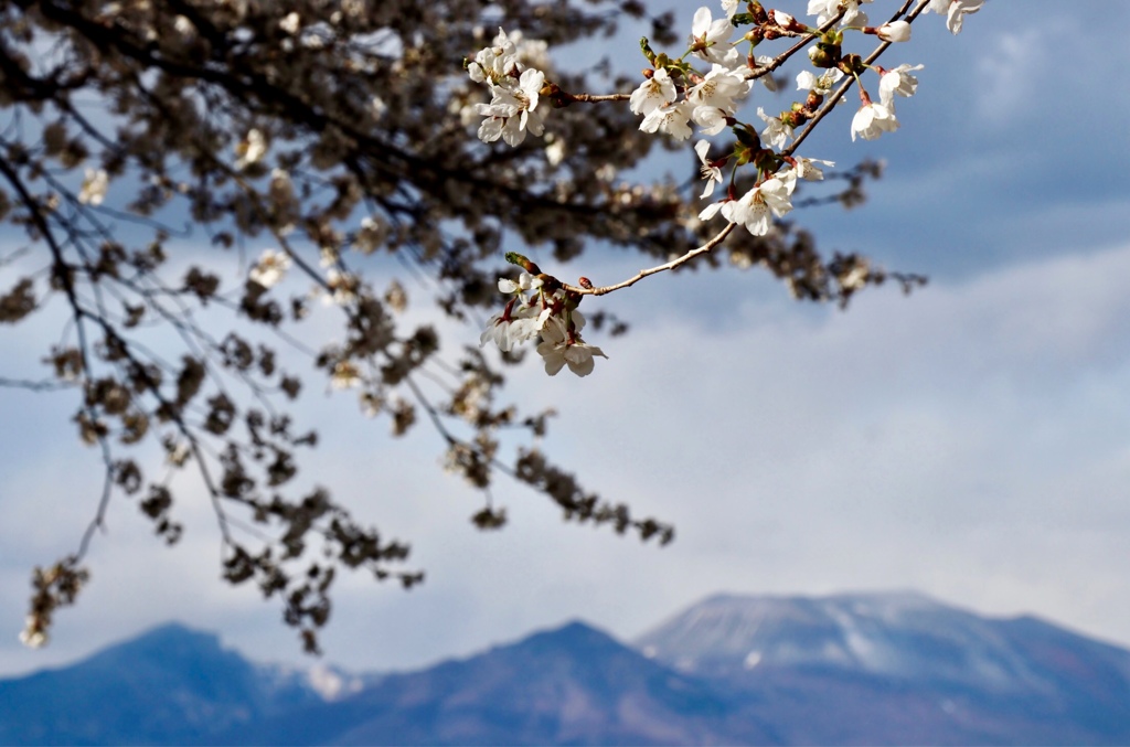 まさに満開(^-^)