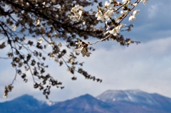 まさに満開(^-^)