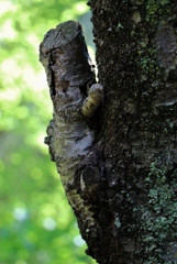 あれ？！トカゲ？