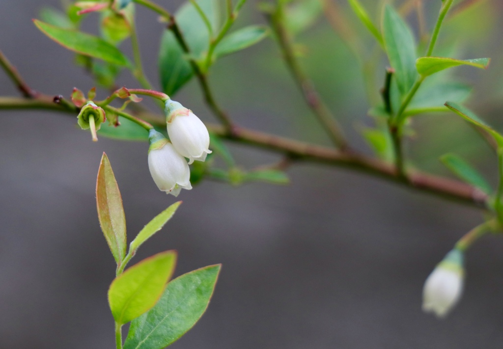 植物って凄い(^-^)