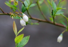 植物って凄い(^-^)