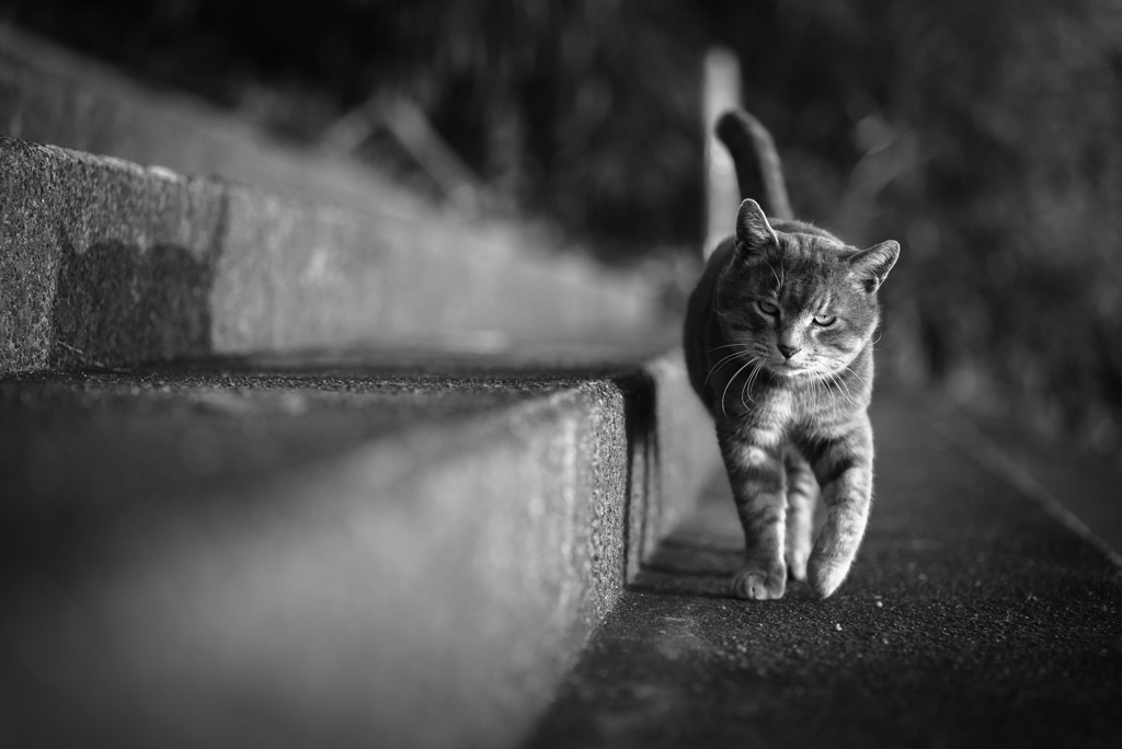 のしのしと