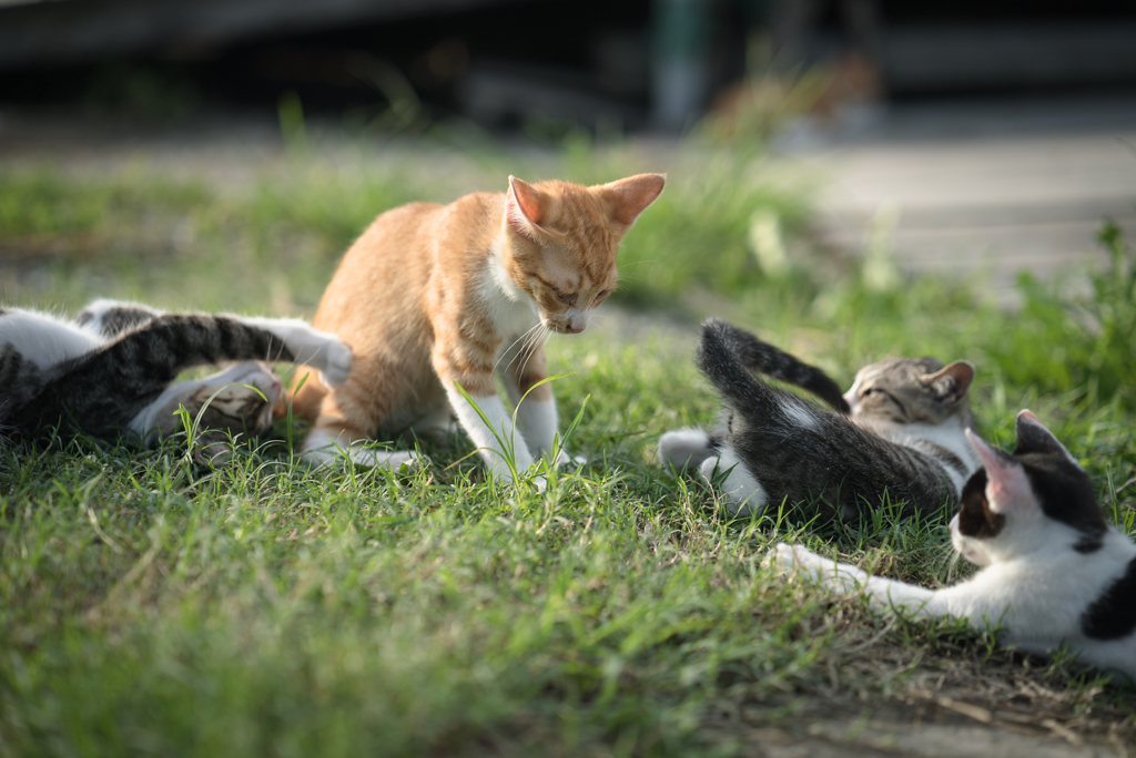 集会