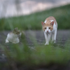 来た