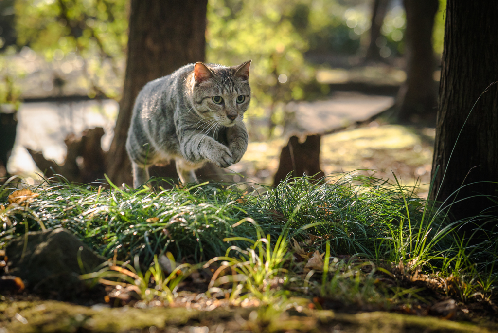 ジャンプ