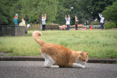 ラジオ体操