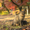 お母さん